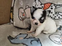 Scooby, a male Chihuahua for sale in Poquoson, VA – 1 of 3