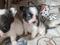 Velma, a male Chihuahua for sale in Poquoson, VA – 2 of 4