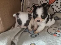 Velma, a male Chihuahua for sale in Poquoson, VA – 4 of 4