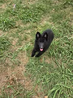 Sky, a female Belgian Sheepdog for sale in Poquoson, VA – 2 of 6