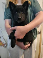 Sky, a female Belgian Sheepdog for sale in Poquoson, VA – 2 of 10