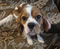 Hudson , a male Cavalier King Charles Spaniel for sale in Poquoson, VA – 2 of 3