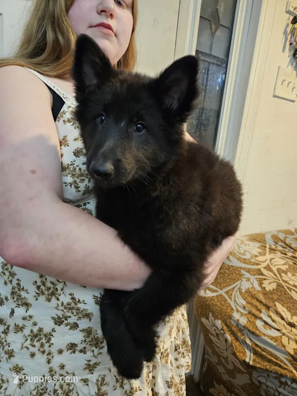 Rubble – Belgian Sheepdog puppy for sale in Poquoson, VA