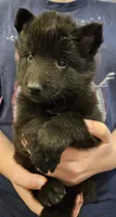 Liberty, a female Belgian Sheepdog for sale in Poquoson, VA – Photo 3 of 5