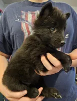 Liberty, a female Belgian Sheepdog for sale in Poquoson, VA – Photo 4 of 5