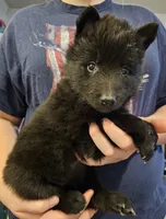 Liberty, a female Belgian Sheepdog for sale in Poquoson, VA – Photo 5 of 5
