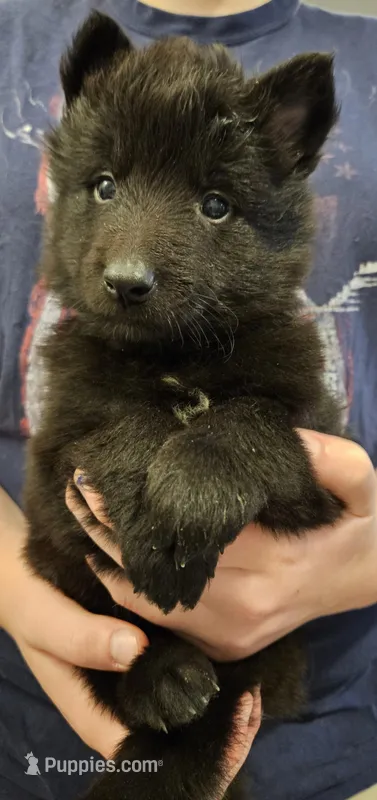 Liberty, a female Belgian Sheepdog for sale in Poquoson, VA – Photo 1 of 5