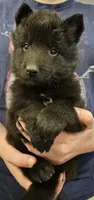 Liberty, a female Belgian Sheepdog for sale in Poquoson, VA – Photo 1 of 5