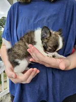 Storm, a male Chihuahua for sale in Poquoson, VA – 2 of 3