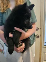 Sky, a female Belgian Sheepdog for sale in Poquoson, VA – 3 of 10
