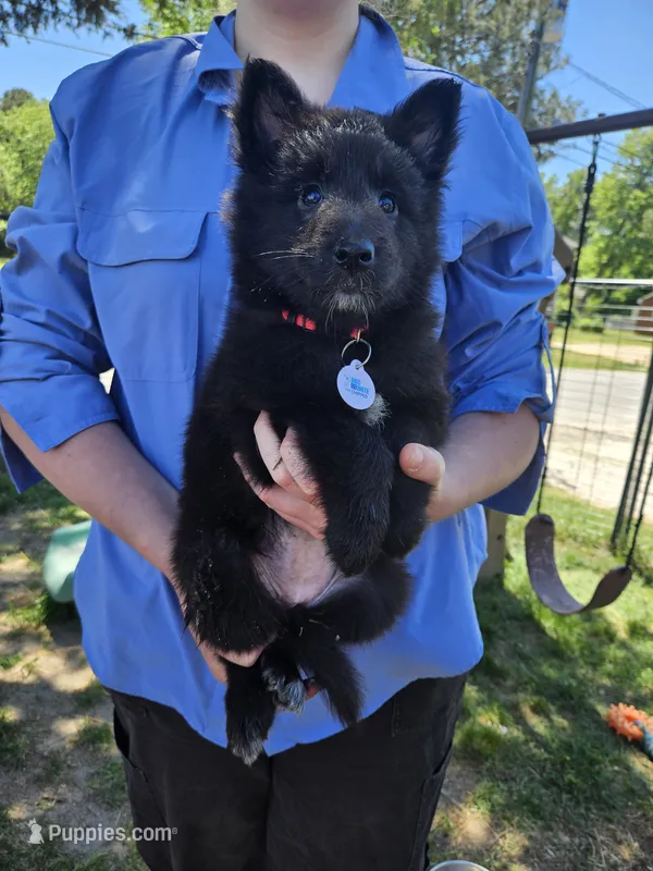 Sky – Belgian Sheepdog puppy for sale in Poquoson, VA