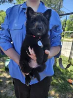 Sky, a female Belgian Sheepdog for sale in Poquoson, VA – 4 of 10