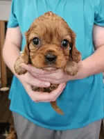 AKC Scotty, a male Cavalier King Charles Spaniel for sale in Poquoson, VA – 3 of 3