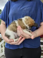 Twister, a male Chihuahua for sale in Poquoson, VA – 3 of 4