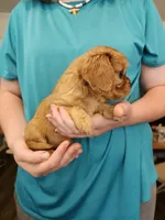 AKC Dolly, a female Cavalier King Charles Spaniel for sale in Poquoson, VA – 2 of 4