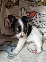 Fred, a male Chihuahua for sale in Poquoson, VA – 3 of 4