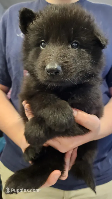 Rubble, a male Belgian Sheepdog for sale in Poquoson, VA – Photo 1 of 3