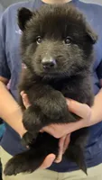 Rubble, a male Belgian Sheepdog for sale in Poquoson, VA – Photo 1 of 3