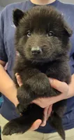 Rubble, a male Belgian Sheepdog for sale in Poquoson, VA – Photo 2 of 3