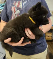Rubble, a male Belgian Sheepdog for sale in Poquoson, VA – Photo 3 of 3