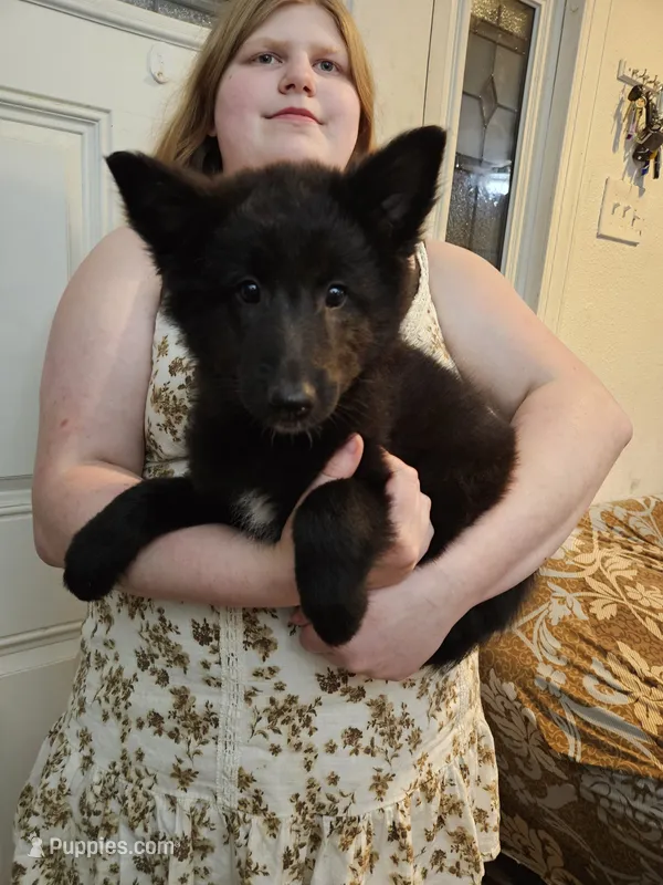 Sky – Belgian Sheepdog puppy for sale in Poquoson, VA
