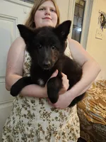 Sky, a female Belgian Sheepdog for sale in Poquoson, VA – 3 of 6