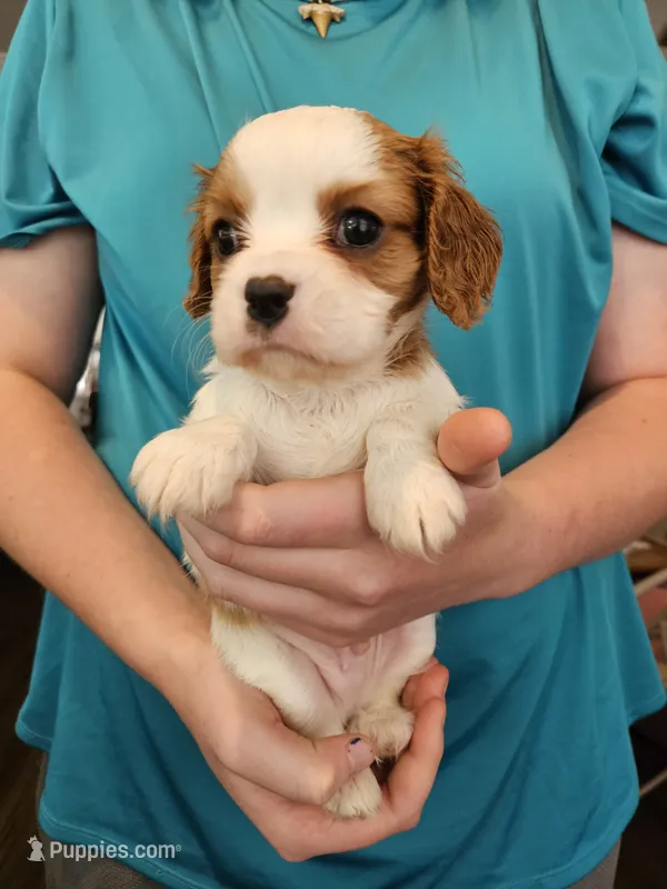 AKC Jess – Cavalier King Charles Spaniel puppy for sale in Poquoson, VA