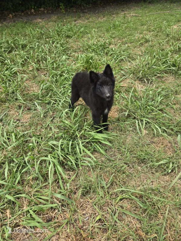Sky – Belgian Sheepdog puppy for sale in Poquoson, VA