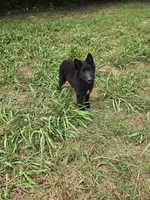 Sky, a female Belgian Sheepdog for sale in Poquoson, VA – 1 of 6