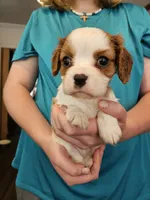 AKC Jess, a male Cavalier King Charles Spaniel for sale in Poquoson, VA – 2 of 3