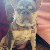 Charlie, a male French Bulldog for sale in Orlando, FL – Photo 7 of 10