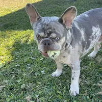 Charlie, a male French Bulldog for sale in Orlando, FL – Photo 10 of 10