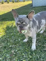 Charlie, a male French Bulldog for sale in Edgewater, FL – Photo 10 of 10