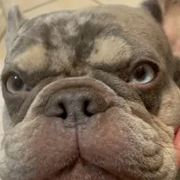 Charlie, a male French Bulldog for sale in Orlando, FL – Photo 6 of 10