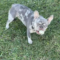 Charlie, a male French Bulldog for sale in Orlando, FL – Photo 2 of 10