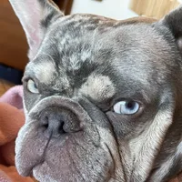 Charlie, a male French Bulldog for sale in Orlando, FL – Photo 5 of 10