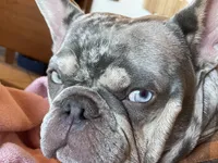 Charlie, a male French Bulldog for sale in Edgewater, FL – Photo 5 of 10