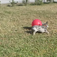 Charlie, a male French Bulldog for sale in Orlando, FL – Photo 9 of 10