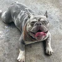 Charlie, a male French Bulldog for sale in Orlando, FL – Photo 3 of 10