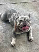 Charlie, a male French Bulldog for sale in Edgewater, FL – Photo 1 of 10