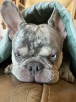 Charlie, a male French Bulldog for sale in Edgewater, FL – Photo 8 of 10