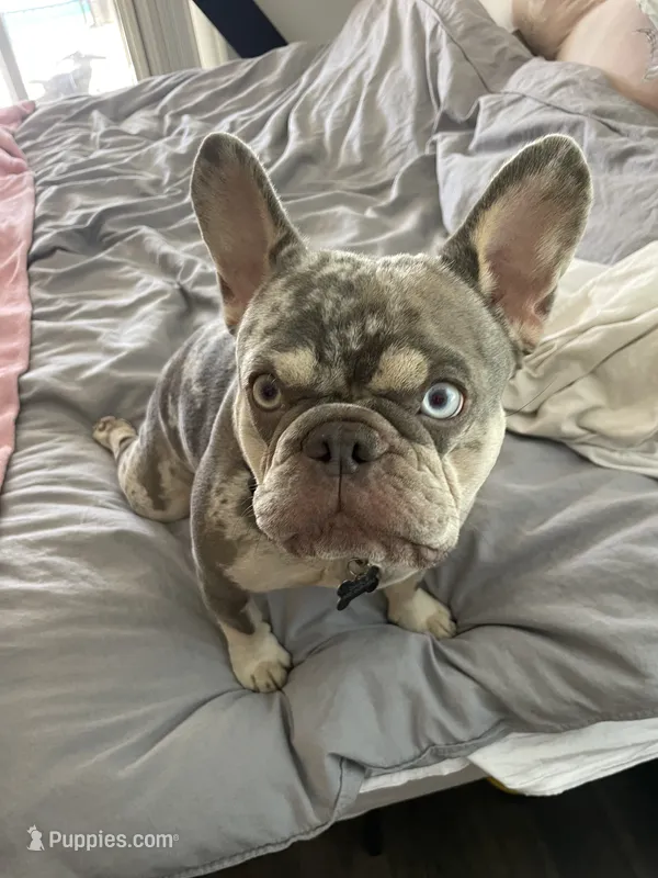 Charlie – French Bulldog puppy for sale in Edgewater, FL