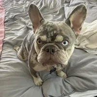 Charlie, a male French Bulldog for sale in Orlando, FL – Photo 1 of 10