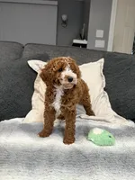 Henry, a male Miniature Goldendoodle for sale in Copiague, NY – 3 of 3