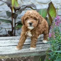 Bonnie , a female Miniature Goldendoodle for sale in Copiague, NY – 2 of 3