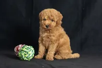 Dorothy, a female Miniature Goldendoodle for sale in Copiague, NY – 2 of 5
