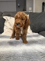 Hannah, a female Miniature Goldendoodle for sale in Copiague, NY – 2 of 5