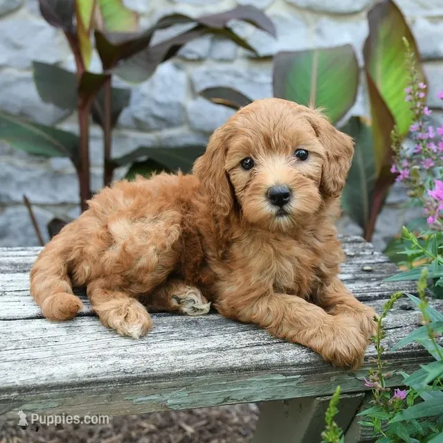 Brielle – Miniature Goldendoodle puppy for sale in Copiague, NY