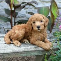 Brielle, a female Miniature Goldendoodle for sale in Copiague, NY – 1 of 3