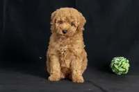 Dorothy, a female Miniature Goldendoodle for sale in Copiague, NY – 1 of 5